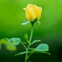 Trần Cường