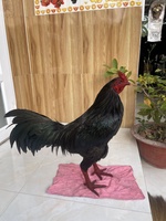 Hiền Cần Thơ