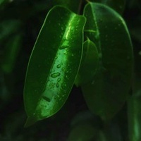 Hồ Đăng Khoa