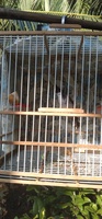 long bến tre 