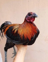 Mua bán gà khấp mọi miền