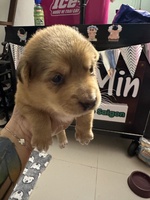minle