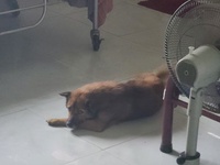 Lê Đức Khải