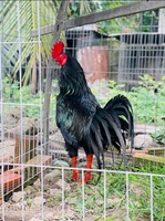 Bảo Thủ đức q9