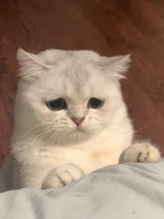 Khanh