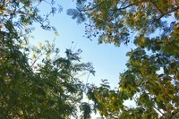 Trung Dương