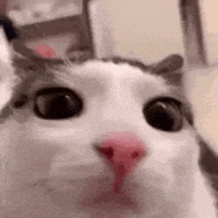 Ngô Ngô