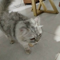 Tai Huu