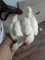 Nhật 