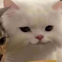 Trần Nhật Hòa Bình