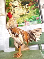 Miền Tây