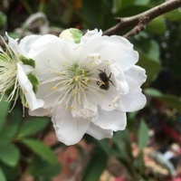 hải