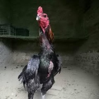 Gà Đòn Đông Lĩnh