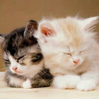 Thị Chiều Trịnh