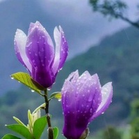 Chuông Gió