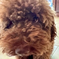 Đại Bách Võ Văn