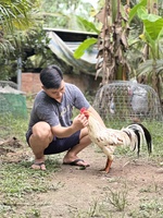 Quốc Tiến Gà Đá 63