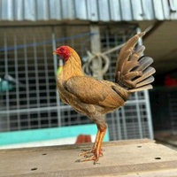 Thiên