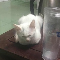 Bảo khánh Phan ngọc