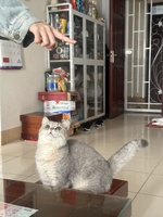 Meow Fam Đồng Xoài