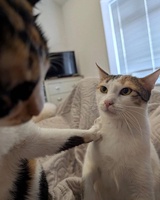 Tùng Lâm