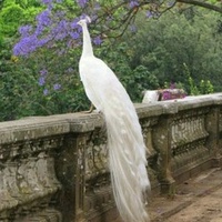 Hoàng Thị Bảo Vân