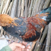 Con Của Rừng
