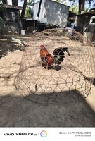 Nguyễn quốc Tuấn