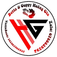 Betta & Guppy Hoàng Gia