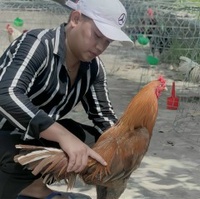 Nguyễn Thông Gà Đá