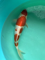 Cá Koi F1