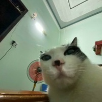 Phạm Hồng Đức