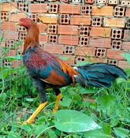 Thái Trương 
