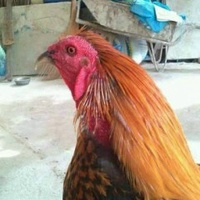 Gà Vẩy Rồng Vĩnh Long