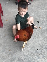 Lương Quốc Bình