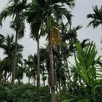 Minh Review