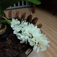 Nguyễn Ngọc Thạch