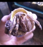 Gia Vỹ Phạm