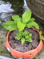 Xomcoong