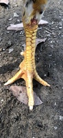 Sơn Võ