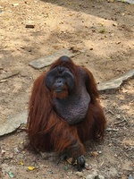 hương quê