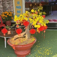 Gấu Béo