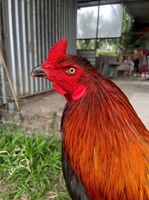 Tú Gà Đá Cần Thơ 