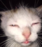 Rơ Mah Trường 
