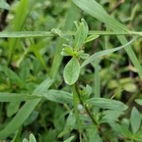 Trần Duy Phong