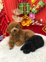 Oanh Đoàn