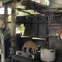 Trần Trân