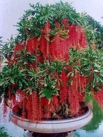 TL NGHỈ CHƠI 