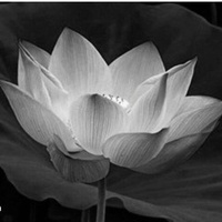 Binh Pham