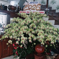 My duyên Tran